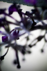 Végétal / 4225, 2008